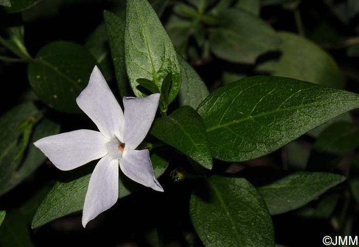 Vinca difformis = Vinca difformis subsp. difformis