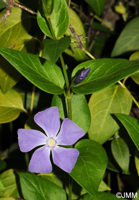 Vinca major