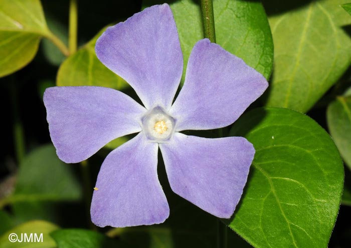 Vinca major