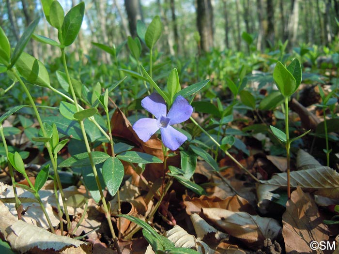 Vinca minor