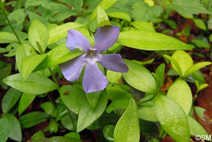 Vinca minor