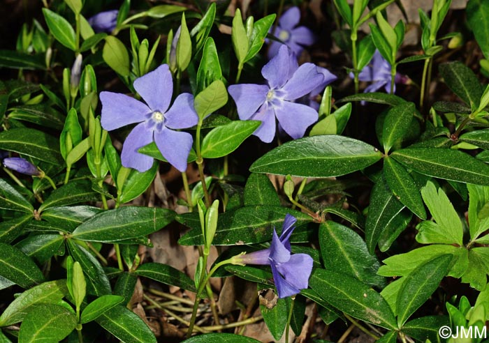 Vinca minor