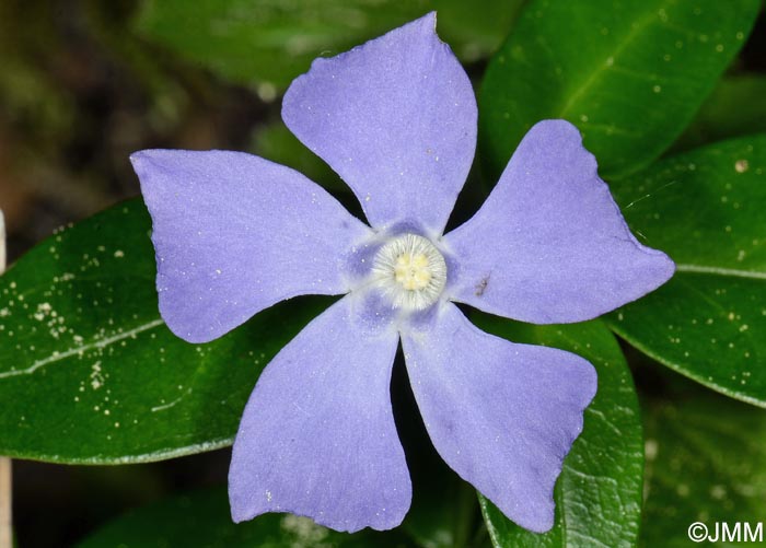 Vinca minor