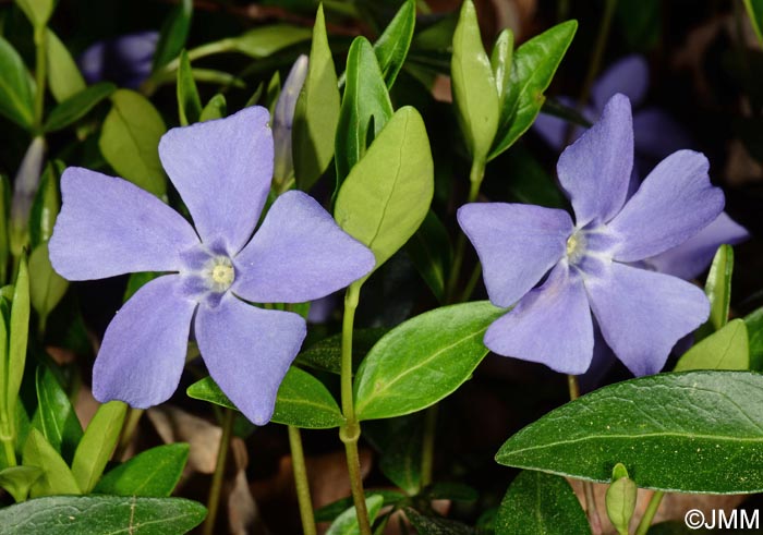 Vinca minor