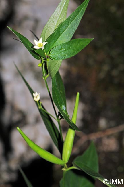 Vincetoxicum hirundinaria