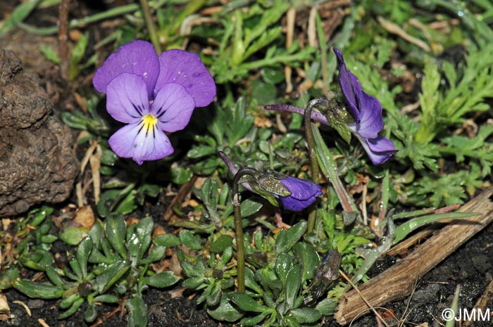 Viola aethnensis