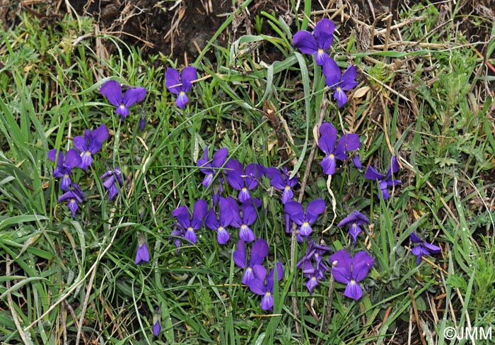 Viola aethnensis