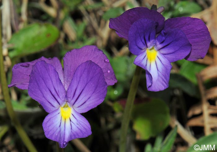 Viola aethnensis