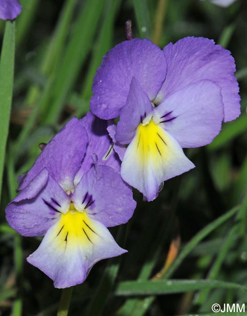 Viola aethnensis