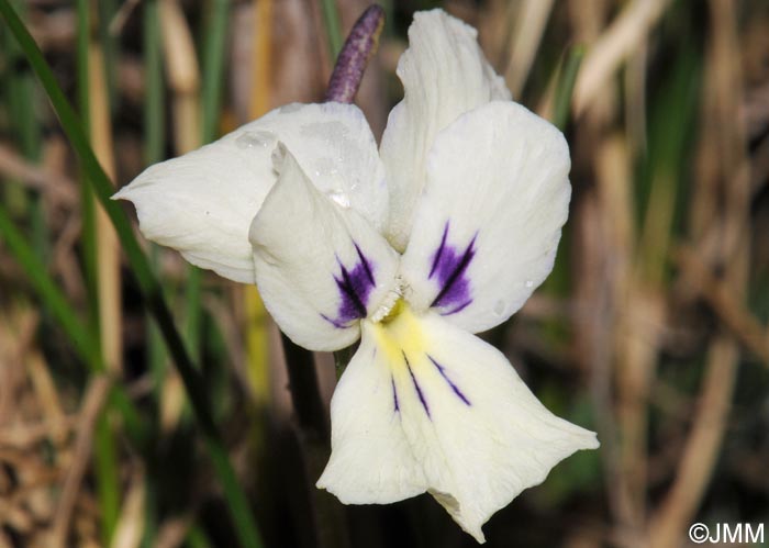 Viola aethnensis