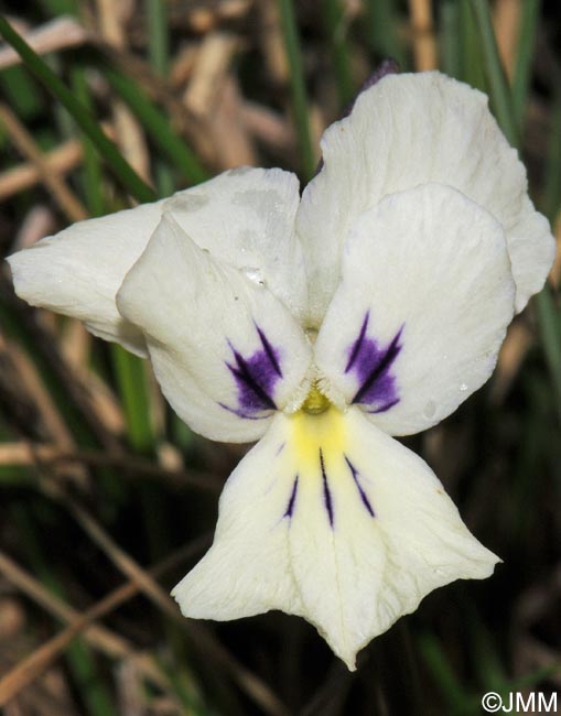 Viola aethnensis