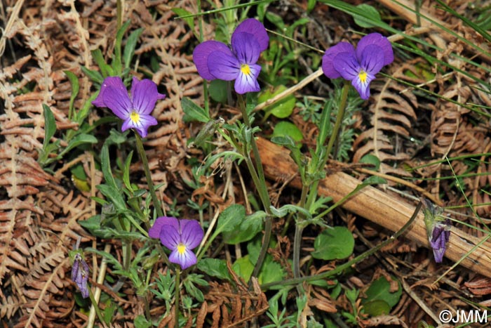 Viola aethnensis