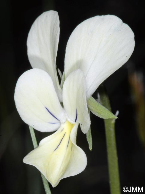 Viola aethnensis subsp. splendida