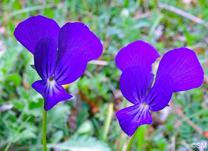 Viola aethnensis subsp. splendida = Viola splendida