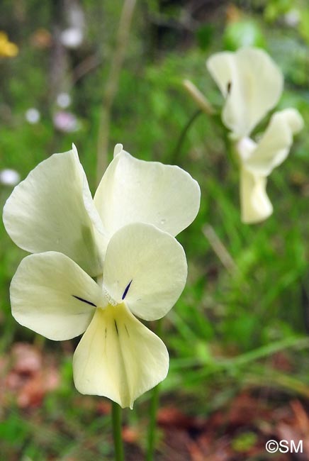 Viola aethnensis subsp. splendida = Viola splendida