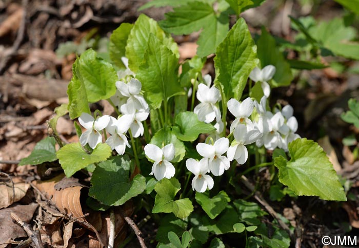 Viola alba = Viola alba subsp. alba