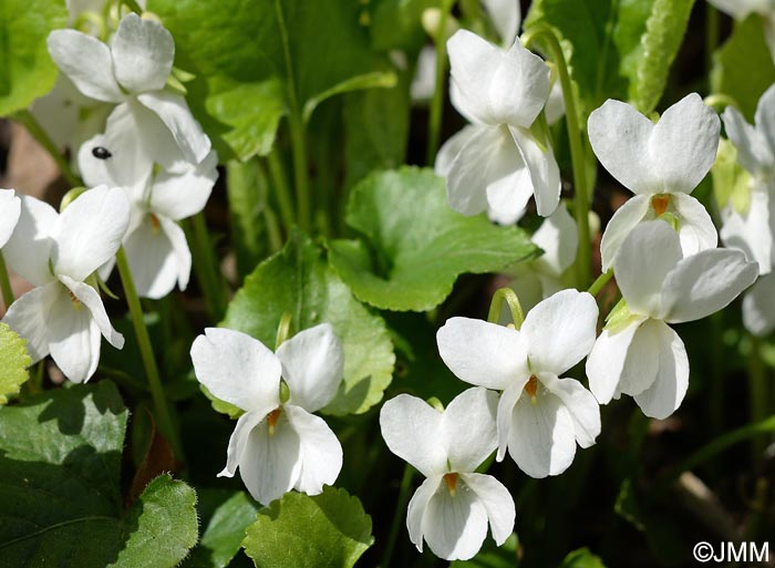 Viola alba = Viola alba subsp. alba