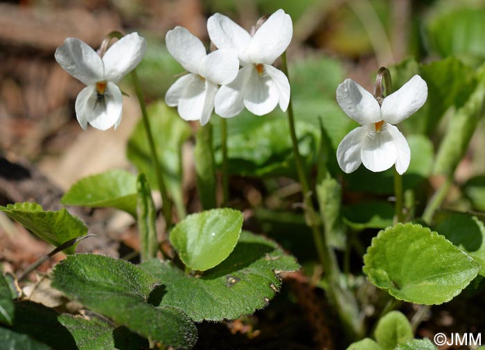 Viola alba