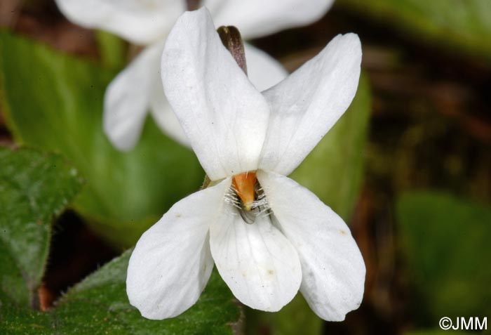 Viola alba