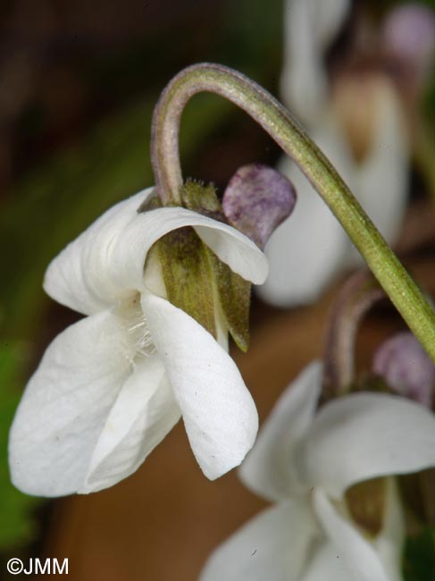 Viola alba