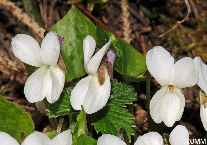 Viola alba subsp. scotophylla