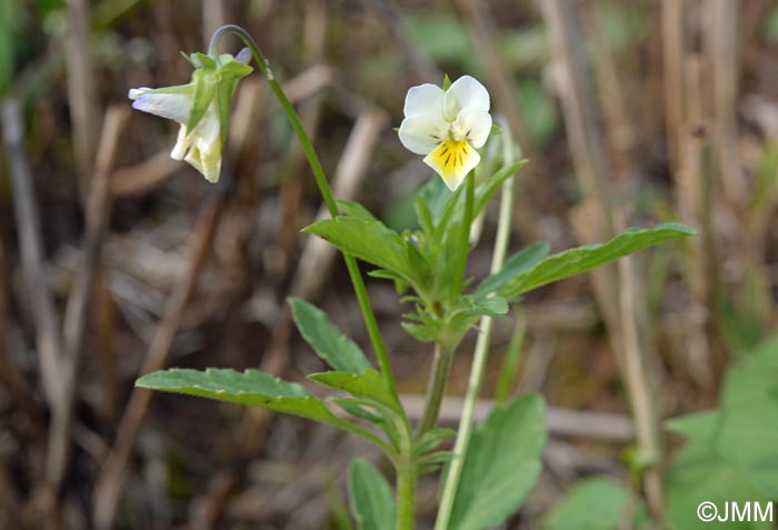 Viola arvensis