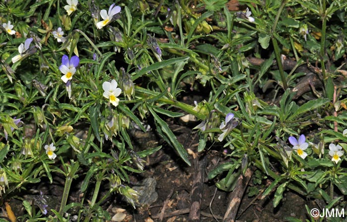 Viola arvensis