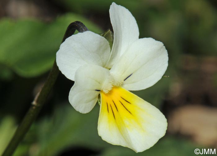 Viola arvensis