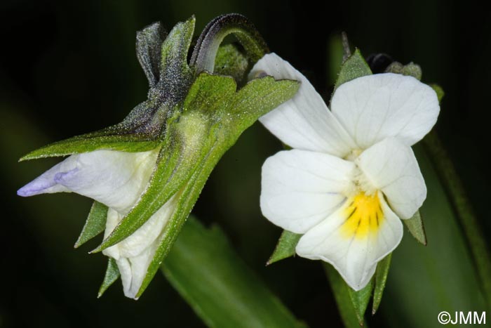 Viola arvensis