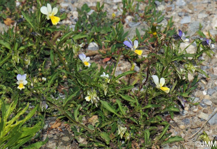 Viola arvensis