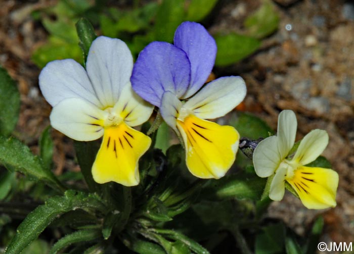 Viola arvensis