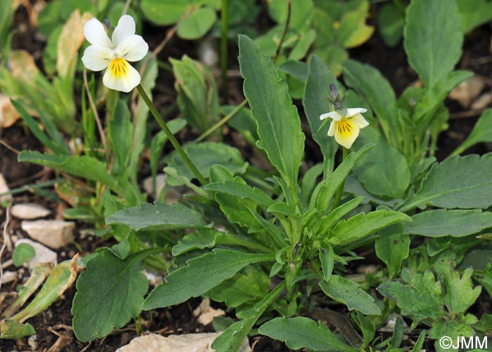 Viola arvensis