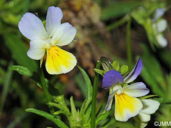 Viola arvensis