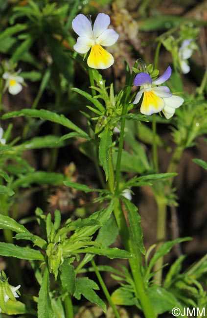 Viola arvensis