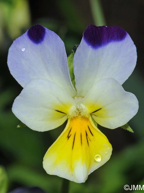 Viola arvensis