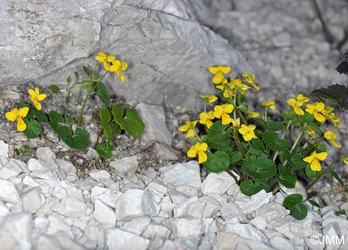 Viola biflora