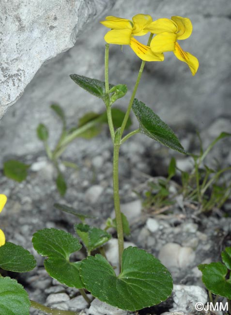 Viola biflora