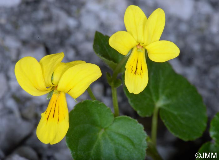 Viola biflora