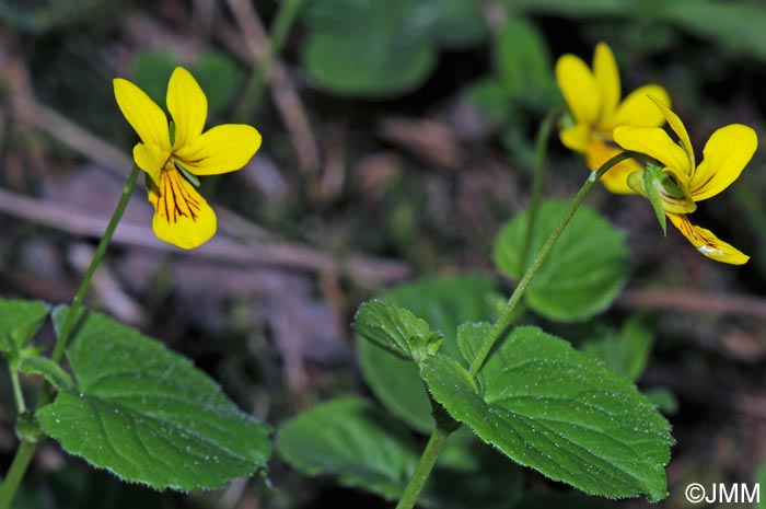 Viola biflora