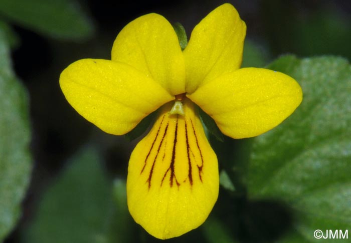 Viola biflora