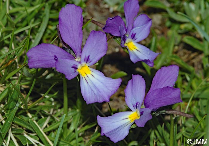 Viola calcarata