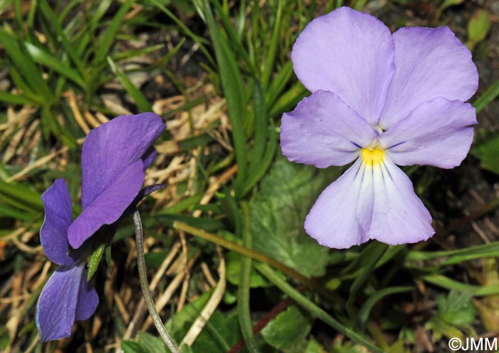 Viola calcarata