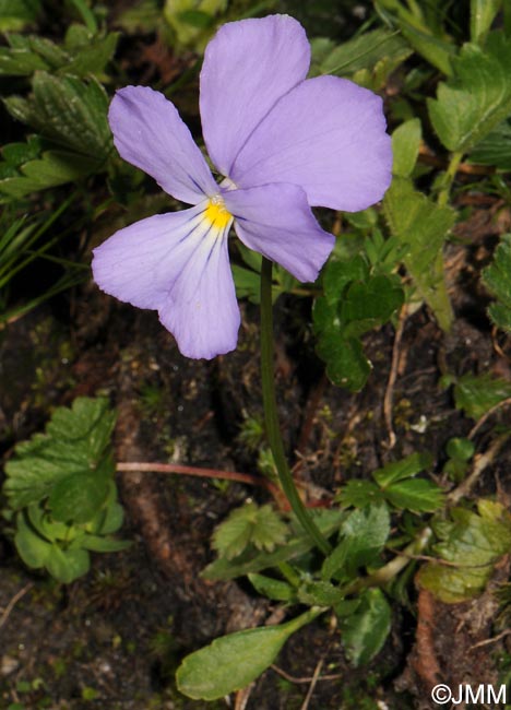 Viola calcarata