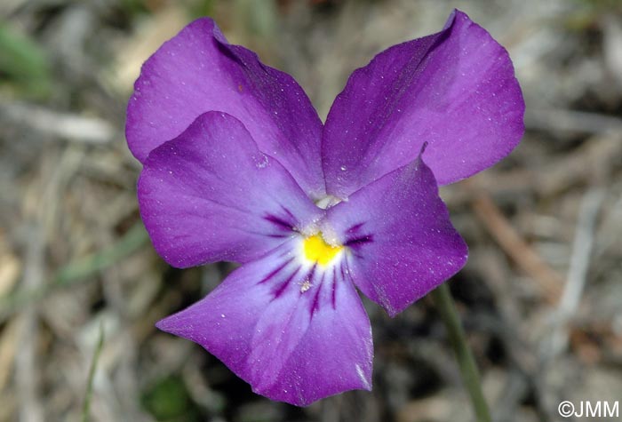 Viola calcarata