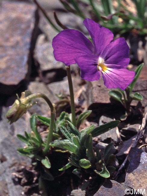 Viola calcarata