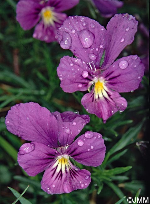 Viola calcarata