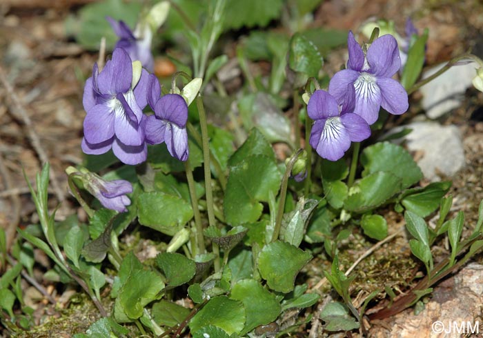 Viola canina subsp. canina