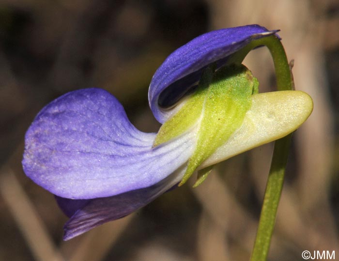 Viola canina subsp. canina