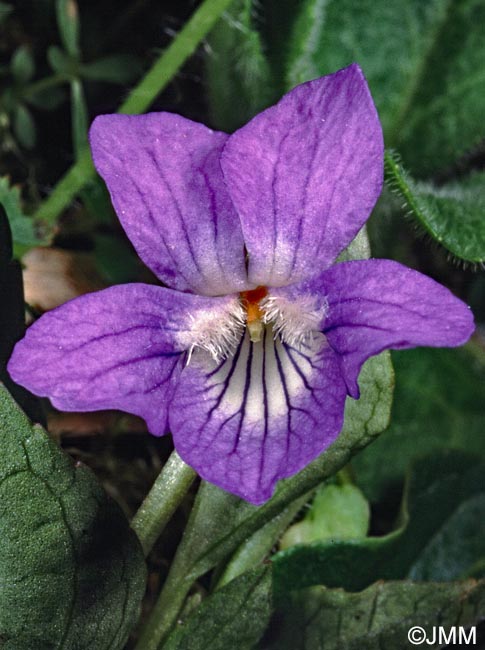 Viola canina subsp. canina