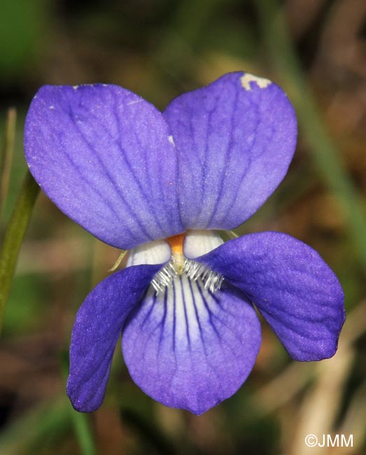 Viola canina subsp. canina